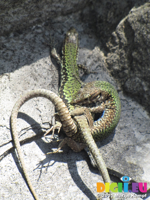 SX19639 Two green lizards fighting on rocks at Corniglia, Cinque Terre, Italy